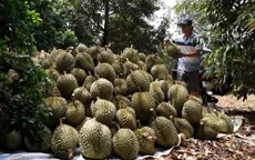 Cảnh báo tình trạng trà trộn sầu riêng kém chất lượng