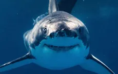 Cá mập có thể đang ăn "thuốc phiện" hàng ngày tại biển Florida