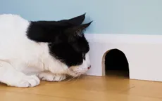 Những cách chống chuột tốt nhất