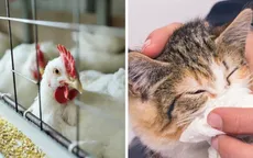 Hàn Quốc ghi nhận trường hợp mèo nghi nhiễm cúm gia cầm
