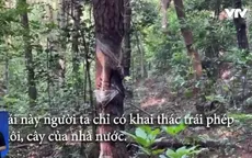 Khai thác nhựa thông trái phép