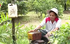 Bơm rút nước cứu vườn cây ăn trái ở Hậu Giang