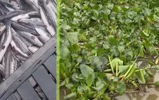 Cá chết nghi do xịt thuốc diệt lục bình
