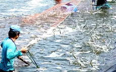 Tỷ lệ cấp mã số cơ sở nuôi thủy sản còn thấp