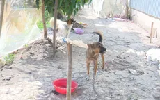 Cà Mau ghi nhận thêm 1 ổ dịch dại trên đàn chó