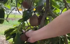 Thăm vườn cây trái của người Việt tại Mỹ