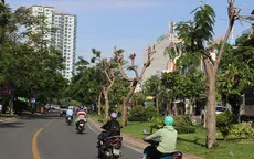 Nhiều cây xanh ở TP Hồ Chí Minh bị cắt trụi cành