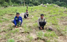 Bình Thuận: Phát hiện 900 cây cần sa trồng trong khu vực cấm xâm phạm
