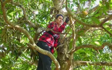 Đệ nhất mưu sinh: Huy Khánh trượt ngã khi lên núi hái xoài mưu sinh