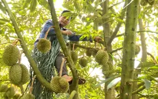 Đắk Lắk triển khai các giải pháp ổn định vụ thu hoạch sầu riêng