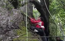 Phát hiện cây bách khổng lồ ở Khu tự trị Tây Tạng (Trung Quốc)