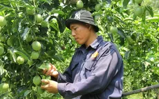Cung vượt cầu, giá chanh leo xuống đáy