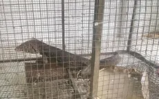 2 vợ chồng bị phạt hơn nửa tỷ đồng vì bán kỳ đà quý hiếm