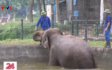 Tháo xích để voi được gần gũi với tự nhiên