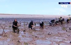 Sóc Trăng phát triển rừng phòng hộ ven biển