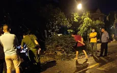 TP Hồ Chí Minh: Cây to bật gốc đè tử vong người đứng trú mưa