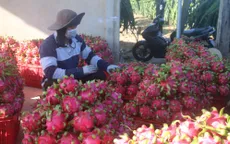 Xuất khẩu rau quả giảm tốc trong tháng 7