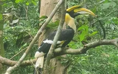 Thả 2 cá thể chim Hồng Hoàng quý hiếm về tự nhiên