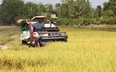 Nông dân cần liên kết chặt chẽ với doanh nghiệp khi giá lúa biến động