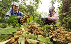 Nhãn lồng Hưng Yên giống cổ giá 80.000 đồng/kg