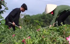 Đưa ngành dược liệu phát triển xứng với tiềm năng