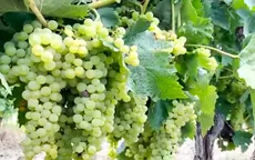 Thăm vùng sản xuất rượu Cognac nổi tiếng thế giới ở Pháp