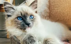 Mèo nhà và mèo hoang khác nhau ở những điểm gì?