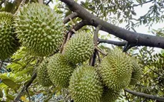 Sẽ áp dụng biện pháp mạnh để quản lý mã vùng trồng, cơ sở đóng gói