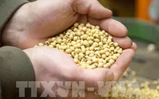 Những vấn đề hệ thống lương thực toàn cầu đang đối mặt
