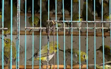 Thừa Thiên Huế khuyến cáo không mua, bán chim để phóng sinh
