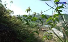 Cuộc chiến loại bỏ lá ngón