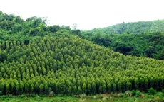 Chính phủ tháo gỡ khó khăn, vướng mắc trong chuyển mục đích sử dụng rừng sang mục đích khác