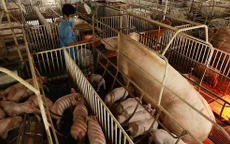 Xây dựng vùng chăn nuôi an toàn sinh học, thúc đẩy xuất khẩu