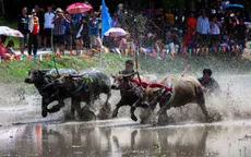 Đua trâu mở đầu mùa lúa ở Thái Lan: Tôn vinh vai trò của trâu với canh tác lúa