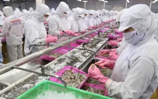 Giá tôm nguyên liệu thấp nhất từ đầu năm