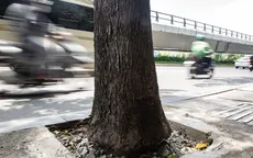 Đục bỏ bê tông “giải cứu” cây xanh ở TP Hồ Chí Minh