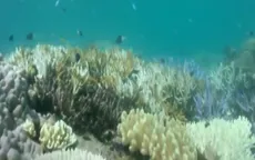 Rạn san hô Great Barrier có thể bị tẩy trắng trên diện rộng