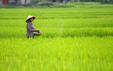 ĐBSCL sẽ có thêm hơn 300.000 tấn lúa phục vụ xuất khẩu