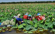Tăng chế biến sâu - nâng giá trị cho ngành hàng sen