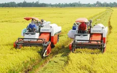 Sản xuất lúa đạt nhiều thắng lợi
