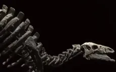 Đấu giá bộ xương khủng long Camptosaurus ở Pháp