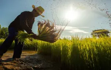 Thái Lan: Giá gạo tăng cao, nông dân đẩy mạnh trồng lúa