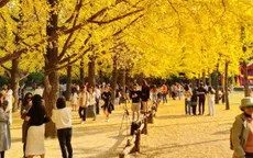 Tour du lịch ngắm “lá vàng lá đỏ” đắt khách