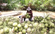 Giá dừa trái tăng gấp đôi