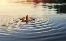 Con vật nào có vòng đời ngắn nhất?