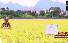 Huyện Mỹ Đức phản hồi sau phản ánh của VTV về tình trạng bảo kê máy gặt