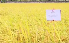Bất thường khoản thu dịch vụ nông nghiệp