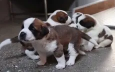 Những chú chó trị liệu tại Thụy Sĩ