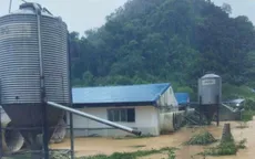 Thanh Hóa: Hơn 1.000 con lợn trong trang trại bị chết đuối, nước cuốn trôi