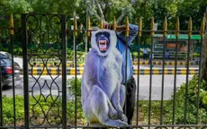 New Delhi dùng hình nộm đuổi khỉ phá phách trước thềm G20